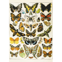 Piatnik - Butterflies and Moths Puzzle 1000pc