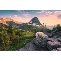 Ravensburger - Alpine Goat with Baby Puzzle 3000pc