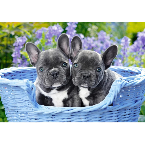 Castorland - French Bulldog Puppies Puzzle 1000pc