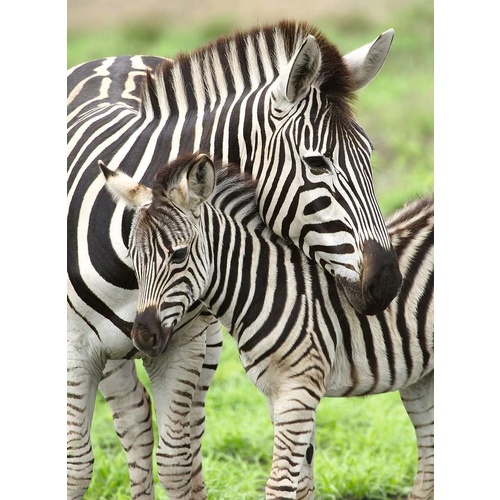 Ravensburger - Zebra Love Puzzle 300pc