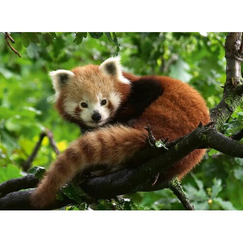 Ravensburger - Red Panda Photo Puzzle 500pc