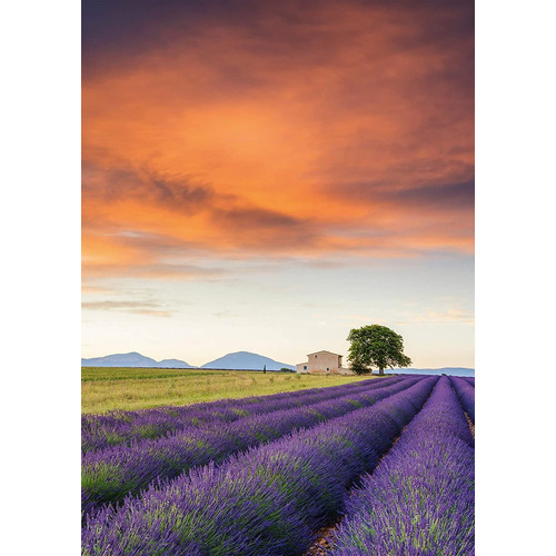 Schmidt - Field of Lavender, Provence Puzzle 500pc